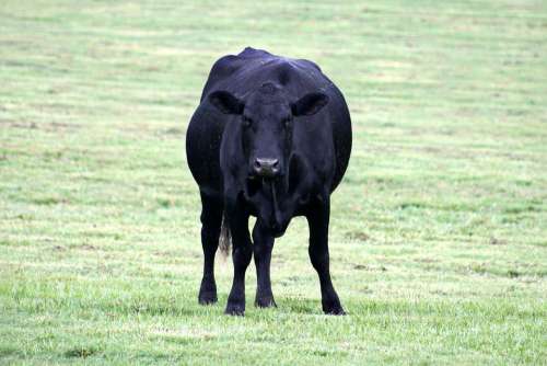 Black Cow Farm Animal Cattle Farming Pasture