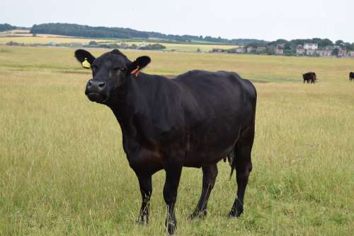Black Cow Field Grass Cattle