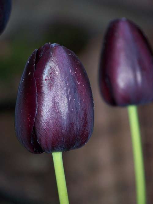 Black Tulip Flower Two Nature Spring Dew Bloom