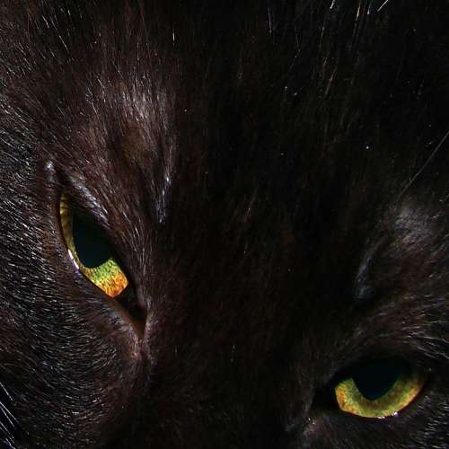 Black Domestic Short Hair Cat Close-Up Face
