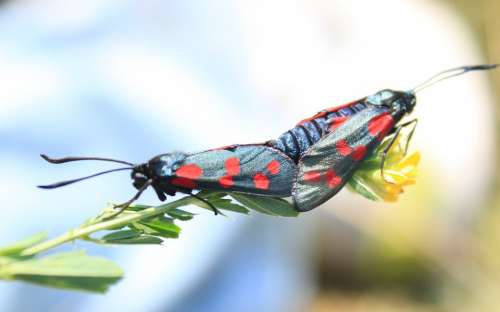 Black Butterflies Butterfly Copulation Dots Mating