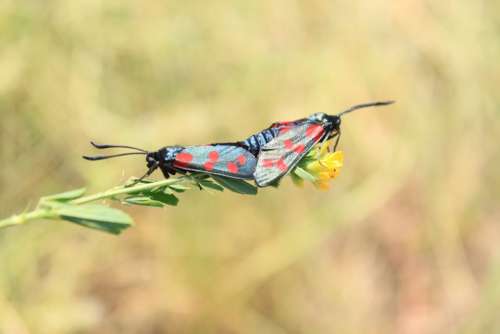 Black Butterflies Butterfly Copulation Dots Mating