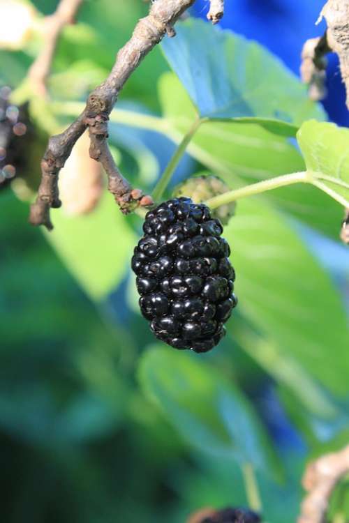 Black Fresh Morus Mulberry Nigra Ripe Tree Fruit
