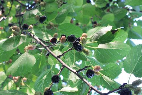 Black Fresh Morus Mulberry Nigra Ripe Tree Fruit