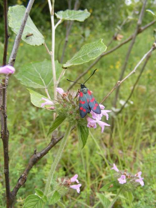 Black Burnet Butterfly Dark Filipendulae Red Six