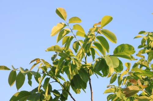 Black Eastern Juglans Leaf Leaves Walnut Plants