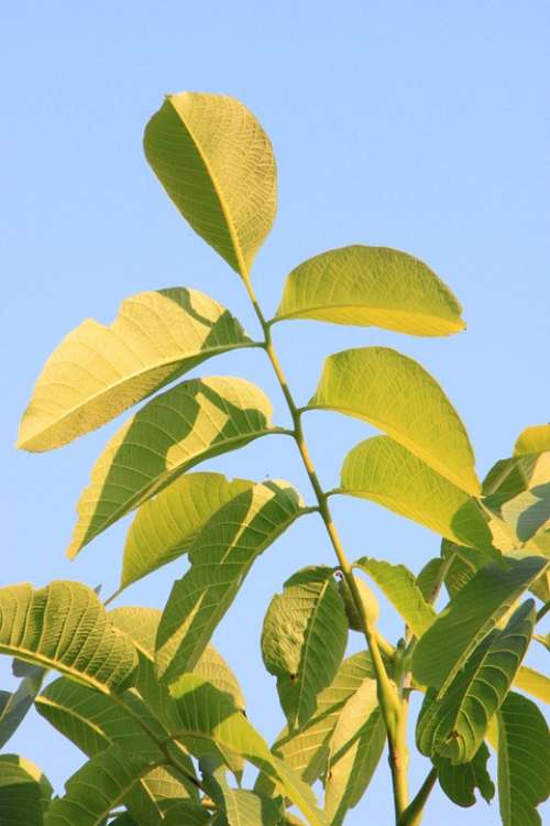 Black Eastern Juglans Leaf Leaves Walnut Plants
