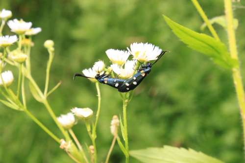 Black Butterfly Copulation Dots Flowers Yellow