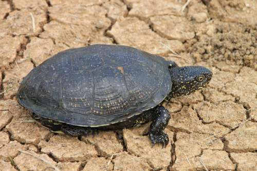 Black Claw Grass Green Reptilian Tortoises Turtle