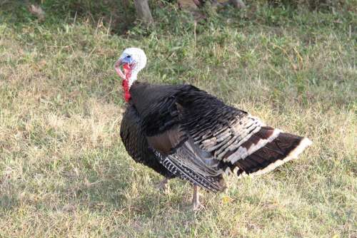 Black Domestic Large Poultry Turkey Birds