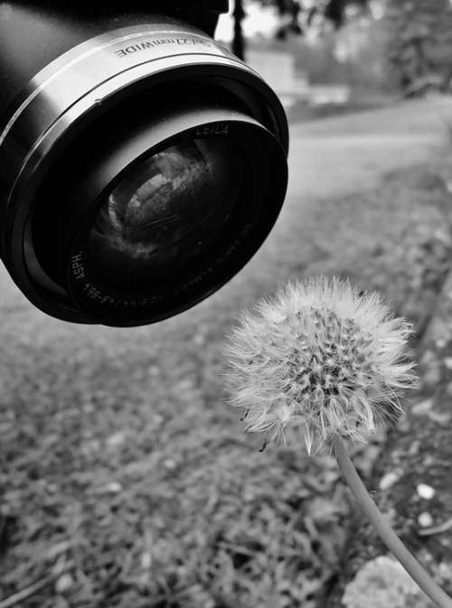 Black And White Dandelion Nature Curious