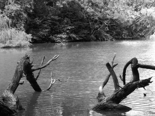 Black And White Black And White Photo Wood Water