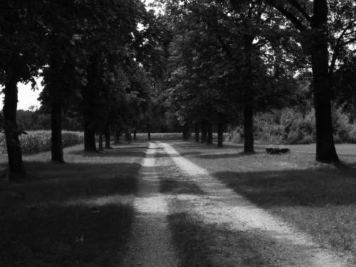 Black And White Black And White Photo Wood Avenue