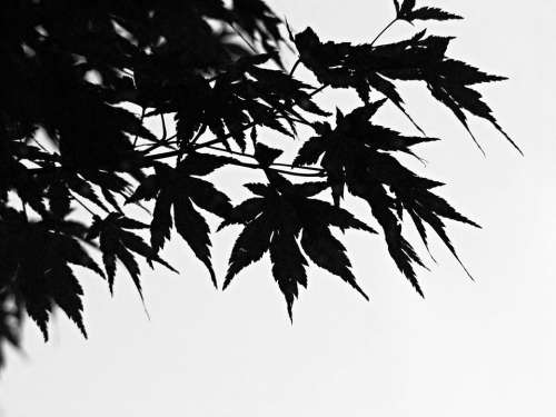 Black And White Foliage Branch Chinese Maple