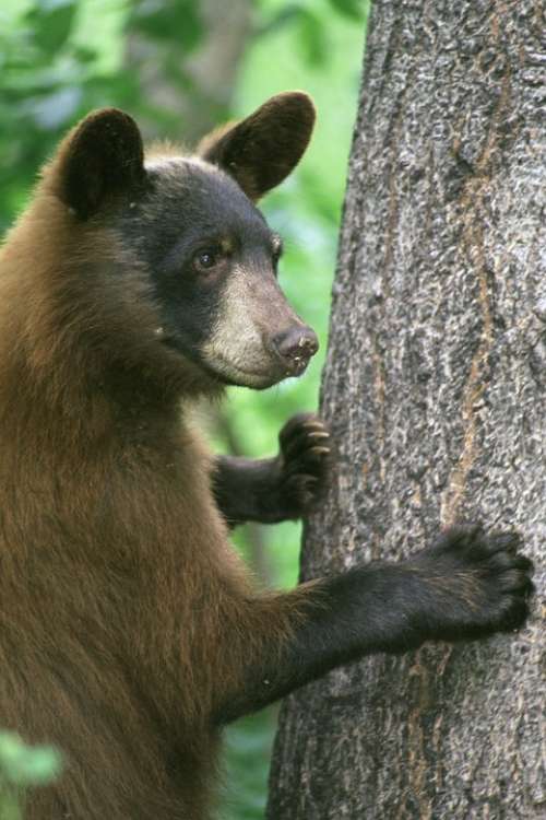 Black Bear Animal Tree Nature Outside Climbing