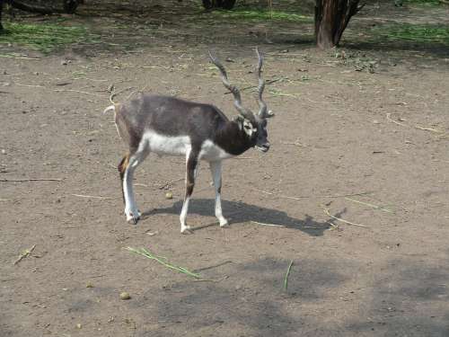 Black Buck Antelope Indian Zoo Animal Safari
