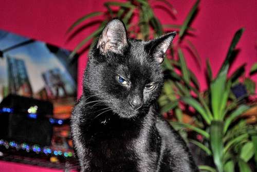 Black Cat Mieze Domestic Cat