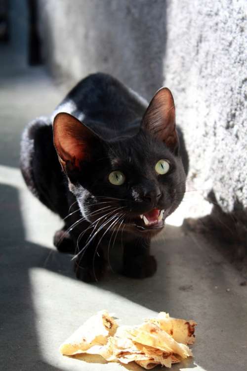 Black Cat Hungry Eating Looking Teeth Sitting