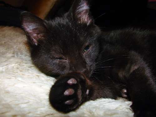 Black Cat Domestic Short Hair Resting Animal