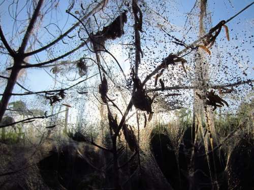 Black Cherry Ermine Track Cocooned Pest Web