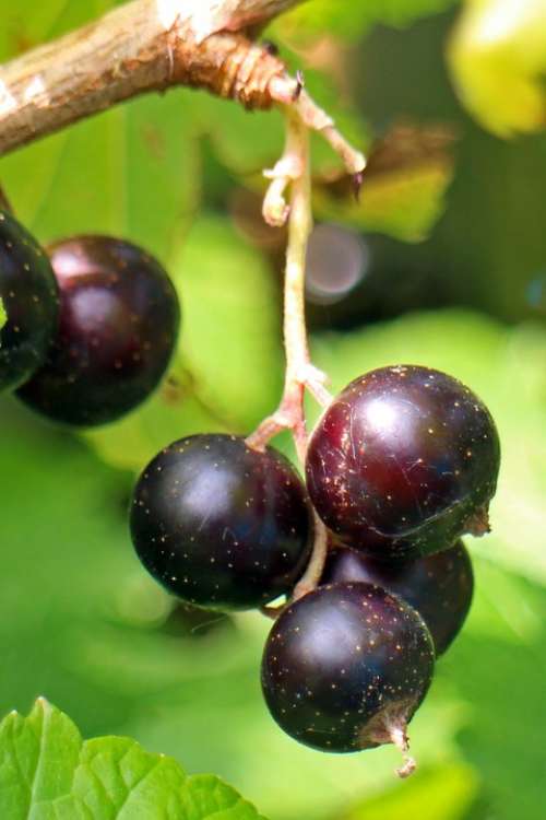 Black Currant Ribes Nigrum Fruit Berry Fruits Food