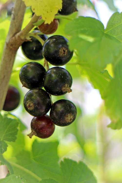 Black Currant Ribes Nigrum Fruit Berry Fruits Food