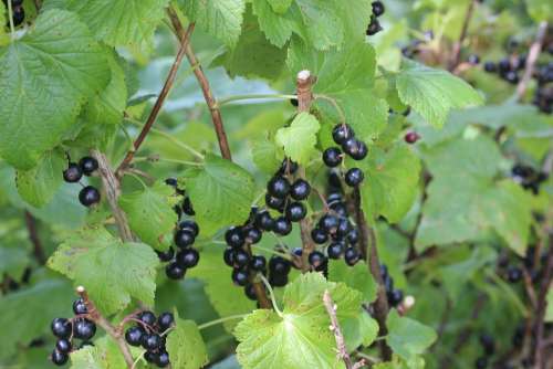 Black Currants Bed Green Fruit Fruits Healthy