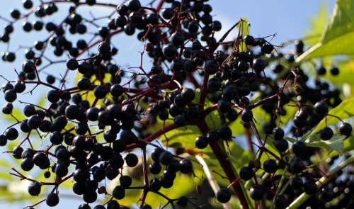 Black Elderberry Sambucus Nigra Holder Bush Holler