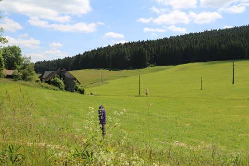 Black Forest Valley Landscape Forest Meadow Hill
