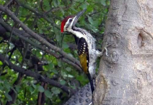 Black-Rumped Flameback Woodpecker