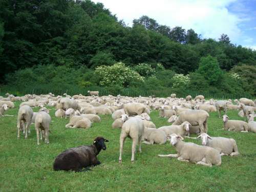 Black Sheep Sheep Flock Of Sheep Black White Flock