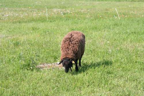 Black Sheep Sheep Brown Graze Pasture Eat Meadow