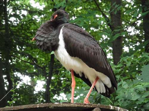 Black Stork Ciconia Nigra Bird Animal Vertebrate
