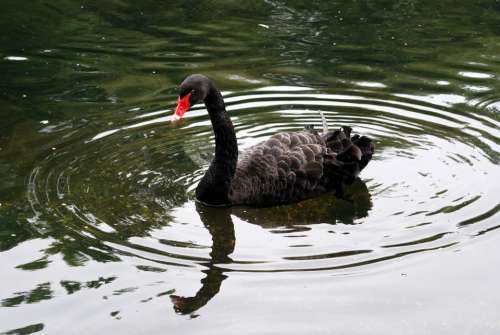 Black Swan Cygnus Atratus Waterbird Australia
