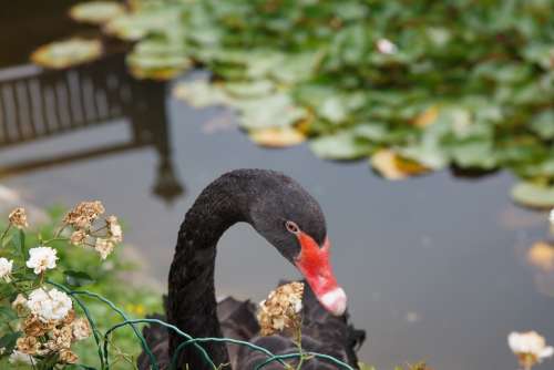 Black Swan Swan Animals