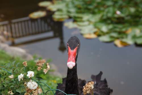 Black Swan Swan Animals