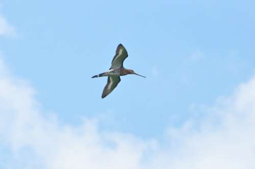 Black Tailed Godwit Bird Sky Wings