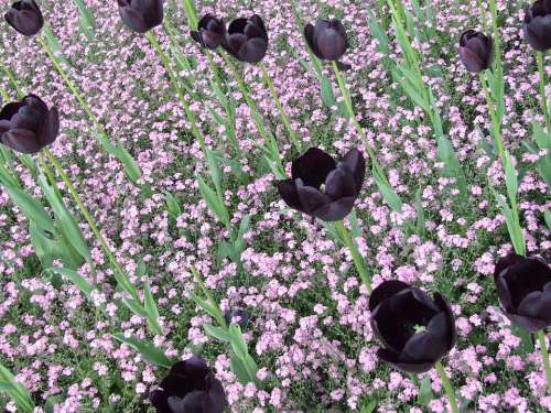 Black Tulips Tulips Field Of Flowers Spring Flower