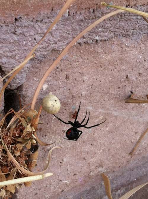 Black Widow Spider Arachnid Latrodectus Mactans