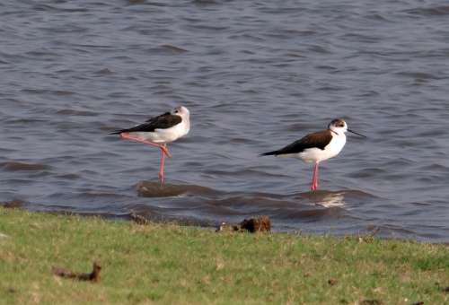 Black-Winged Stilt Common Stilt Pied Stilt