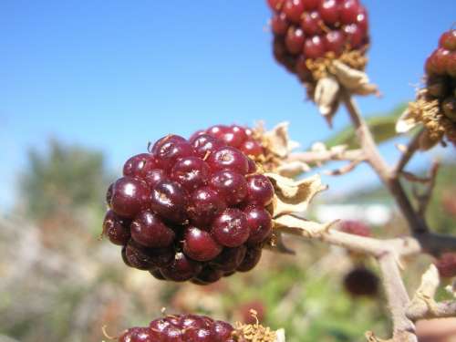 Blackberries Blackberry Berries Fruit