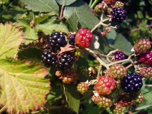 Blackberries Berries Fruits Leaves Fruit