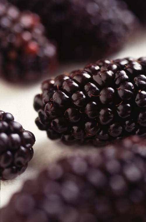 Blackberries Modified Genetically Fruit Blueberries