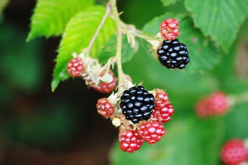 Blackberries Fruit Garden Semi Mature Edible