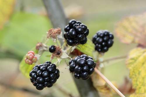 Blackberries Berries Berry Fruit Fruits Plant