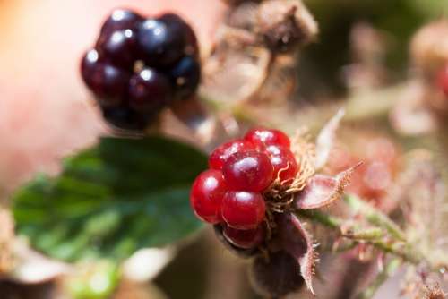 Blackberries Rubus Sectio Rubus Wildwachsend Genus