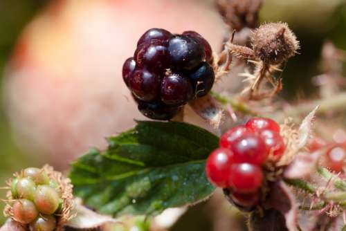 Blackberries Rubus Sectio Rubus Wildwachsend Genus
