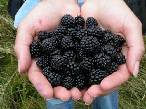 Blackberry Berry Summer Fruit Food Bramble