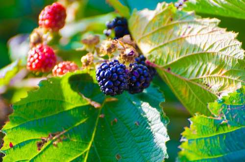 Blackberry Bush Plant Berry Fruit Fruit Thorn Bush