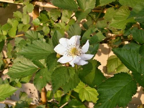 Blackberry White Flowers Rosaceae Genus Rubus